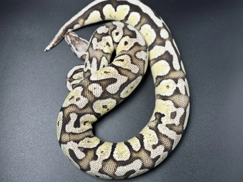 Firefly,VPI Axanthic