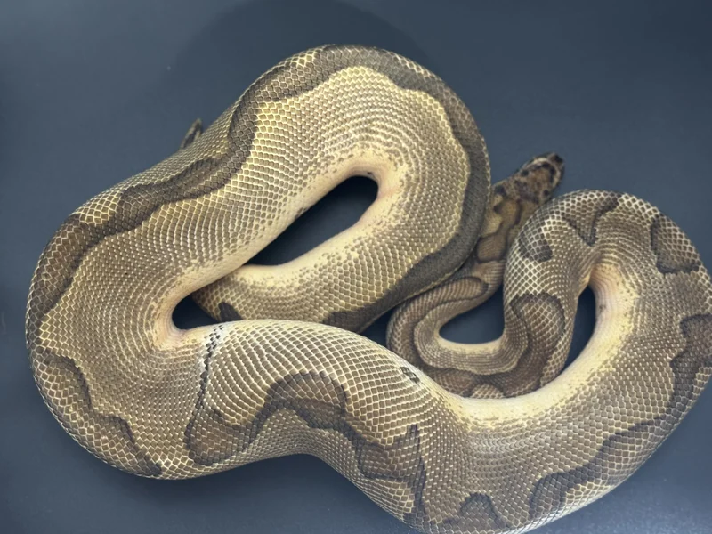 Enchi,Clown