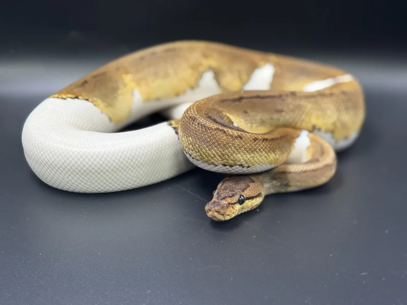 Pinstripe,Pied,Het Lavender 
