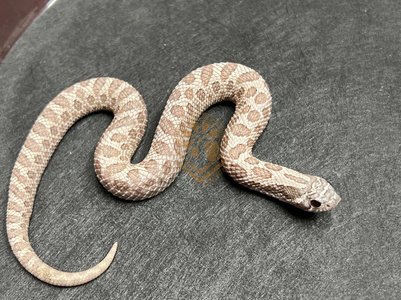 Arctic Lavender Het Coral