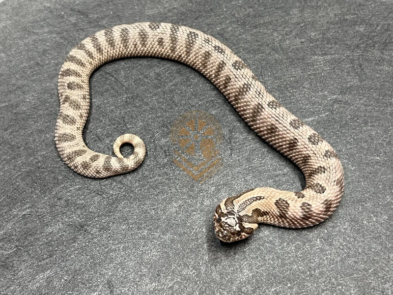 Arctic Conda Sable Het Mai Tai