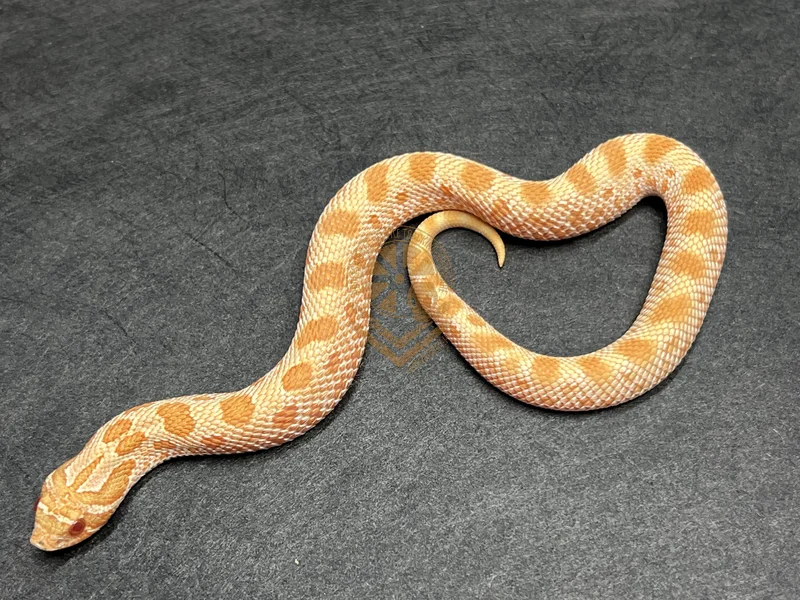 Arctic Conda Albino Het Sable