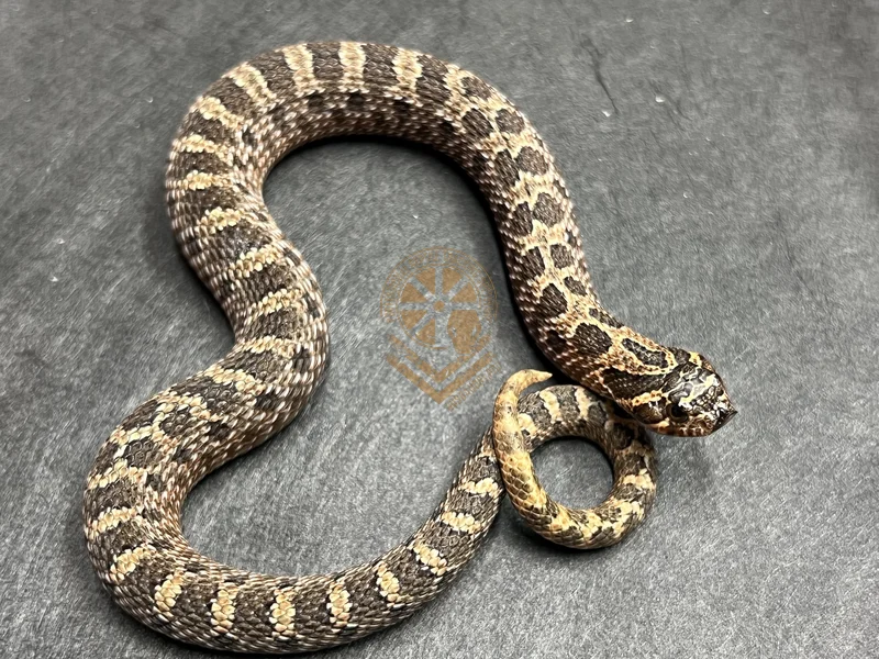 Arctic Sable Het Sunburst