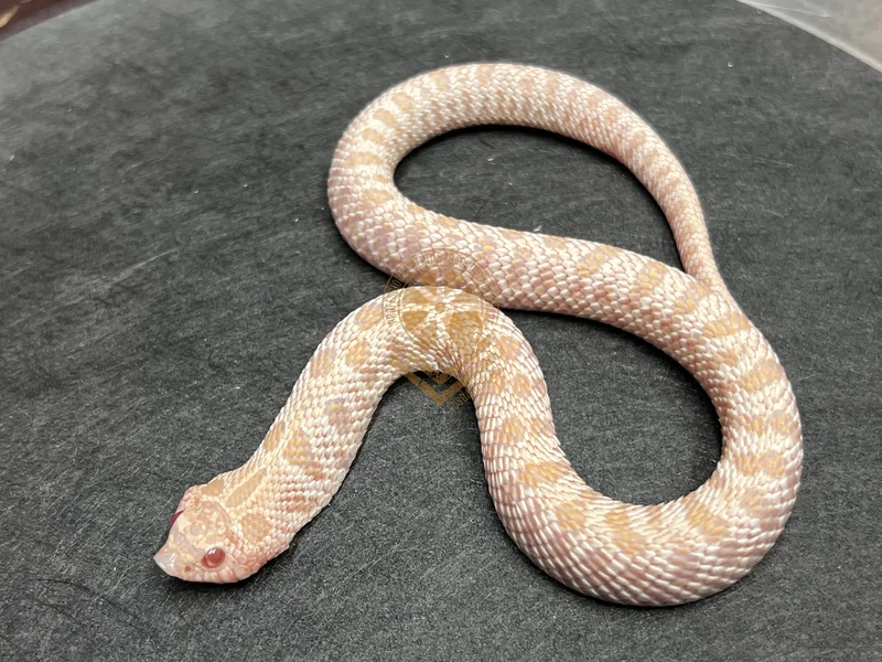 Super Arctic Albino Het Sunburst