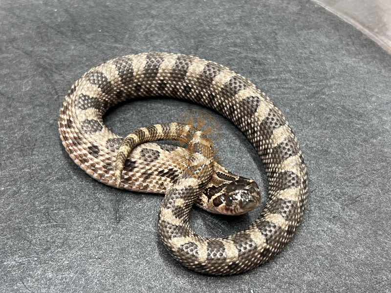 Conda Sable Het Sunburst
