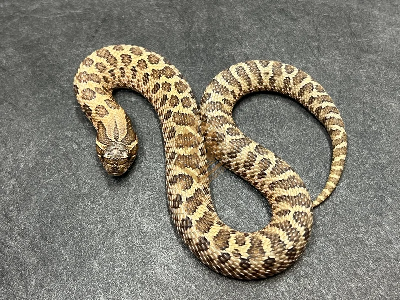 Sable Het Mai Tai pos Arctic