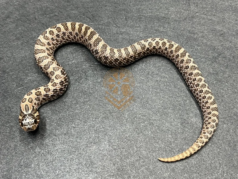Sable Het Sunburst