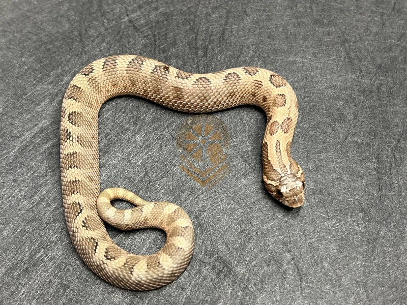 Conda Sable Het Mai Tai (pos Arctic)