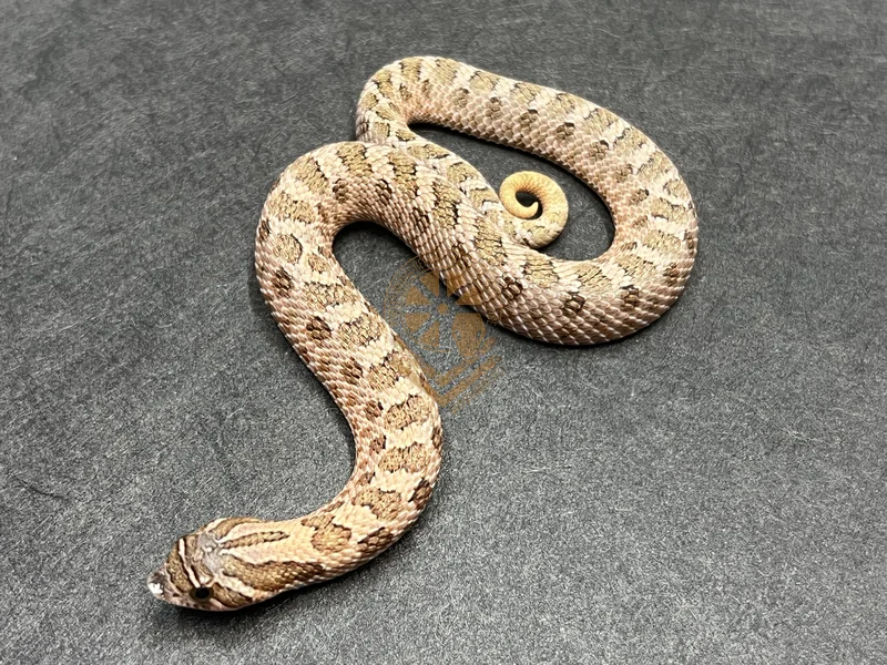Arctic Sable Het Mai Tai