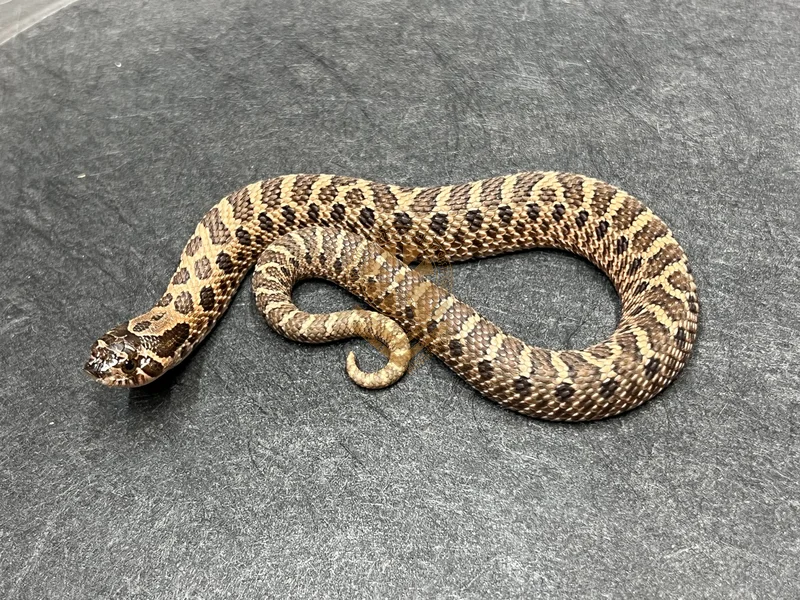 Sable Het Mai Tai