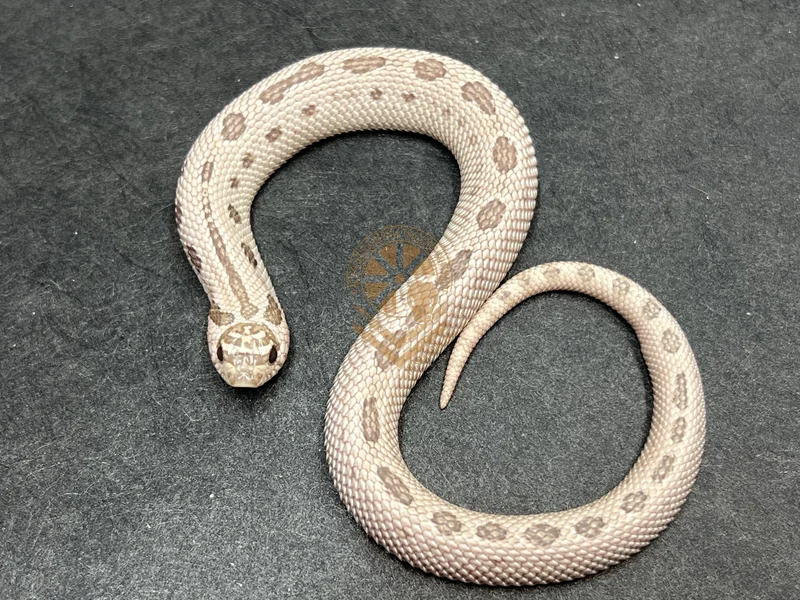 “Pink Punch!” Super Arctic Conda Toffeebelly 50% Het Mai Tai