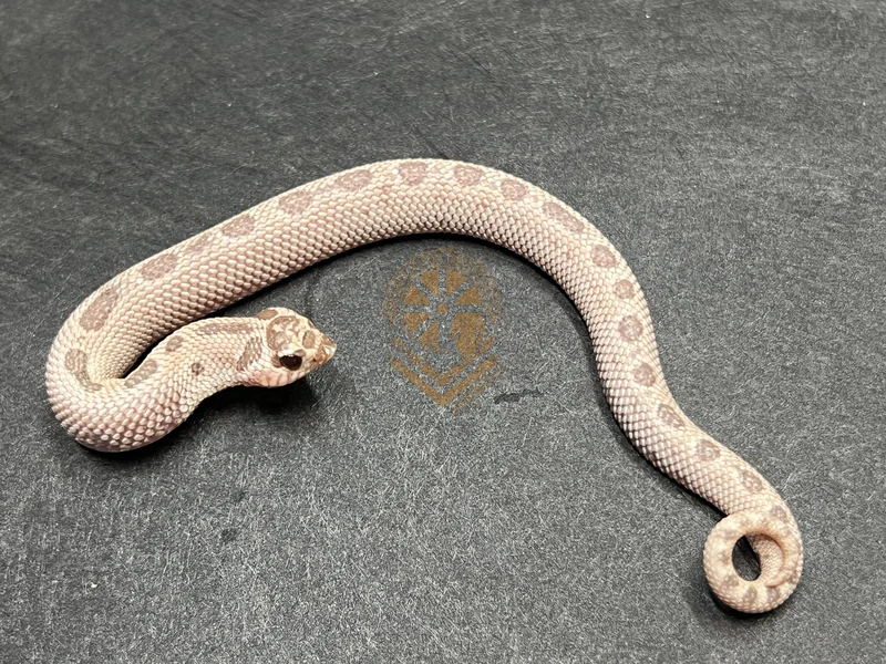 Super Arctic Conda Toffeebelly 50% Het Mai Tai