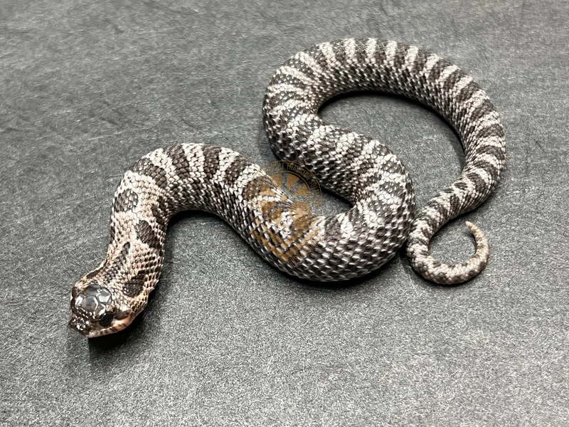 Super Arctic Sable Het Sunburst