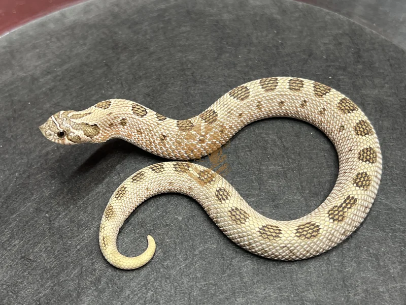 Arctic Conda Het Coral