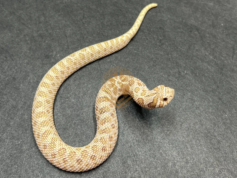 Arctic Toffeebelly Het Mai Tai