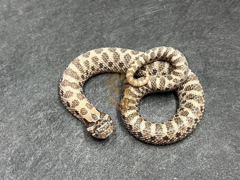Sable Het Sunburst