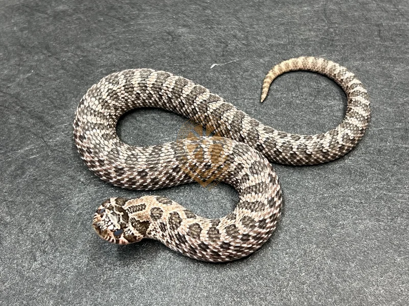 Arctic Sable Het Sunburst