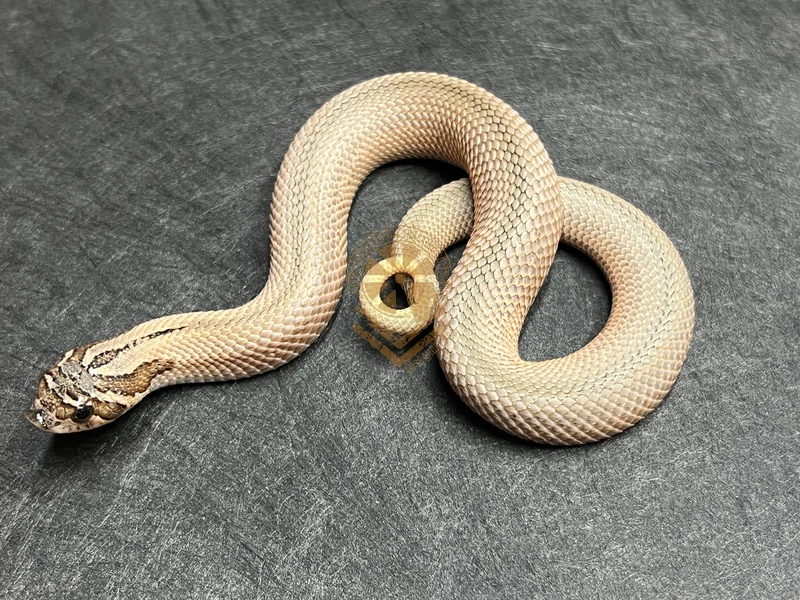 SuperConda Sable Het Mai Tai