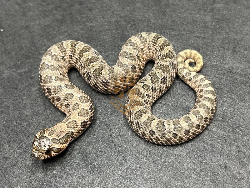 Sable Het Sunburst