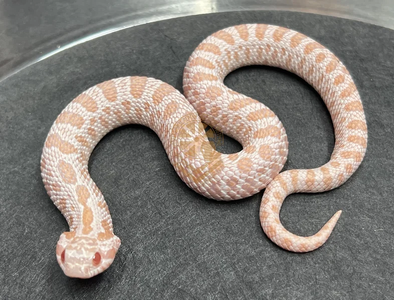 Super Arctic Albino Het Sunburst