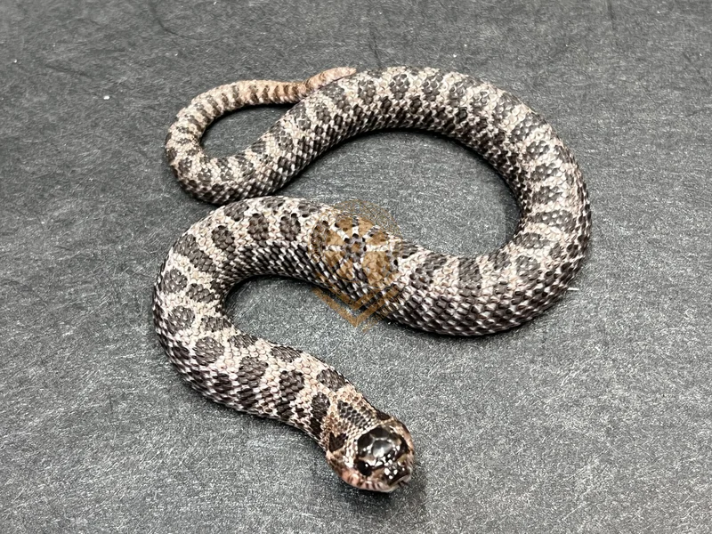 Super Arctic Sable Het Sunburst