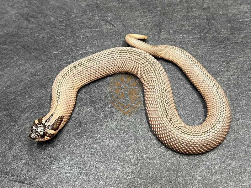 Arctic SuperConda Sable Het Mai Tai