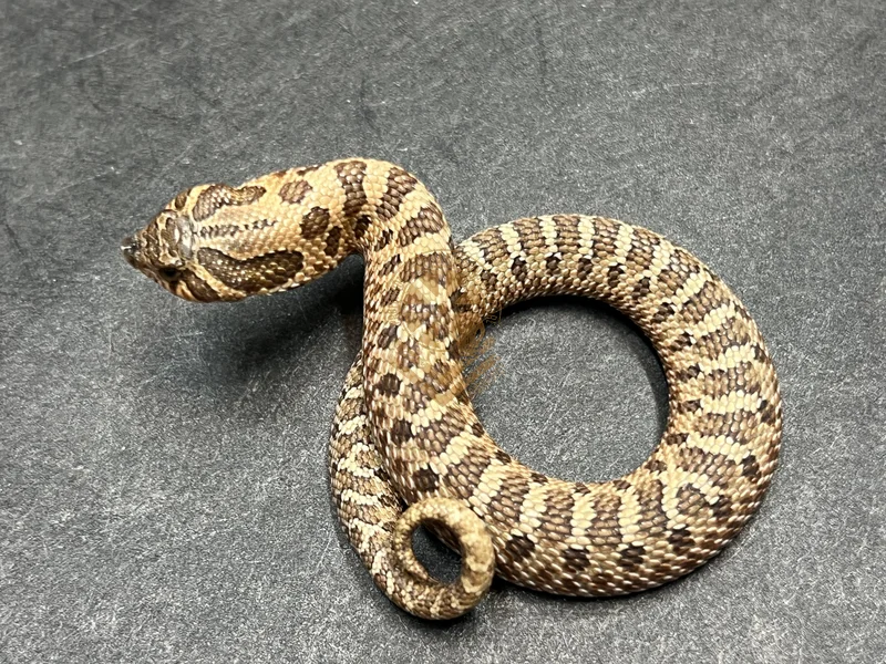 Arctic Sable Het Mai Tai