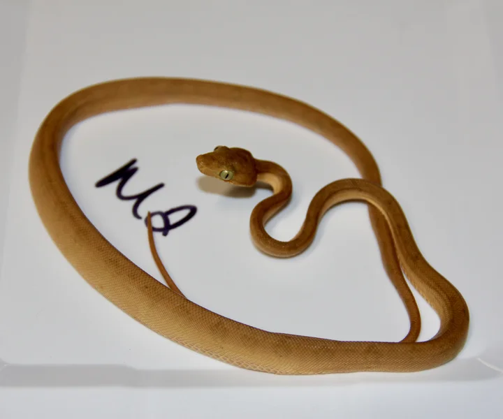Baby Yellow Amazon M1