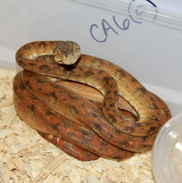 Red Patterned Amazon CA6