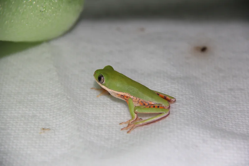 Tiger Leg Monkey Tree Frogs - Pithecopus Hypochondrialis