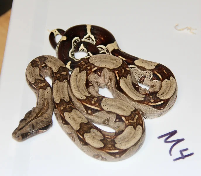 Baby Surinam Male M4