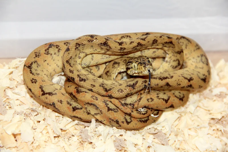 Yellow Patterned Amazon CA1