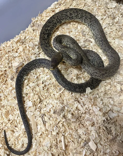Juvie Macklots Python