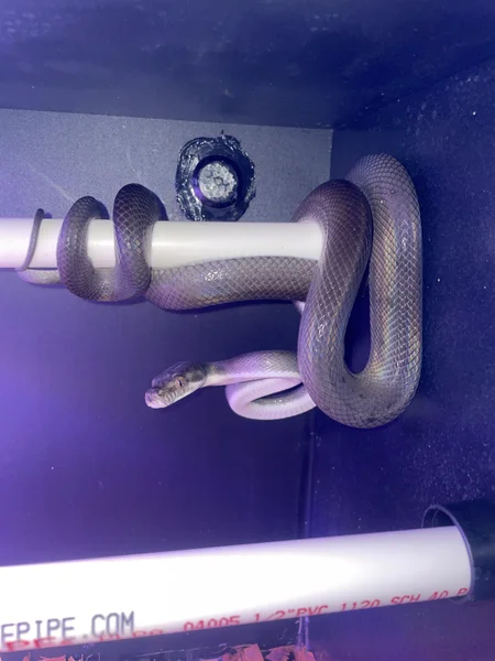 Axanthic Patternless Tanimbar