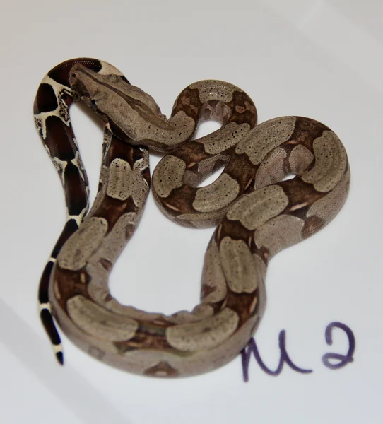 Baby Surinam Male M2