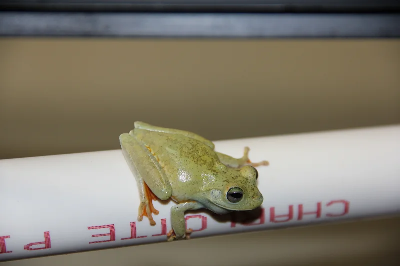 Emerald Eye Tree Frog - Boana Crepitans (Group Of 3)