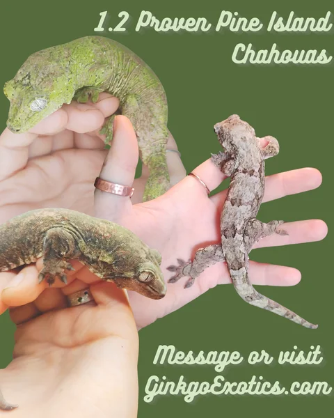 1.2 Proven Pine Island Chahouas