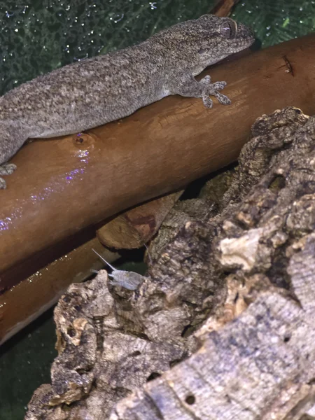 Madagascan Velvet Gecko Pair