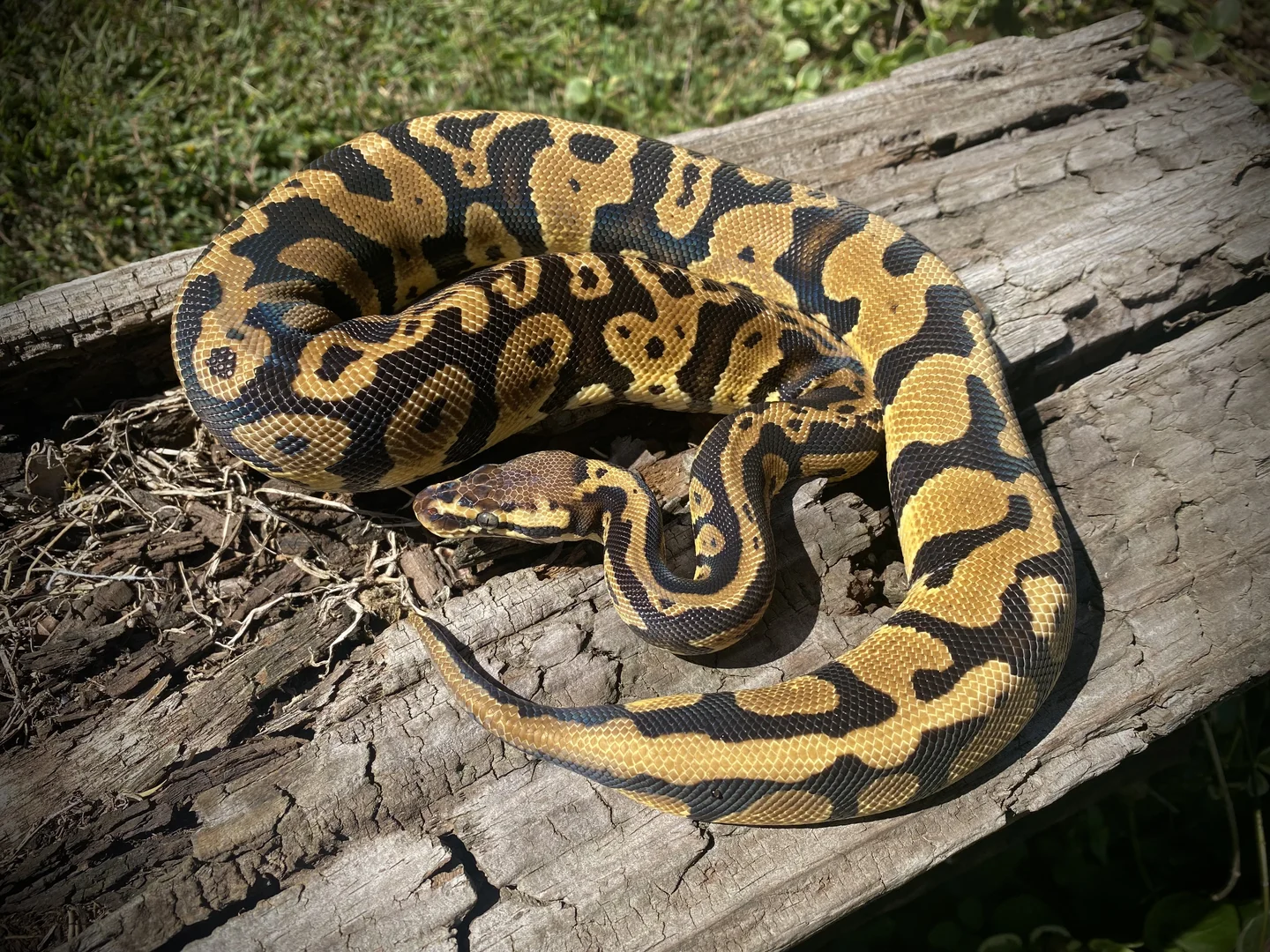 .1 Pastel Acid het hypo | Ball Pythons | ReptileAds
