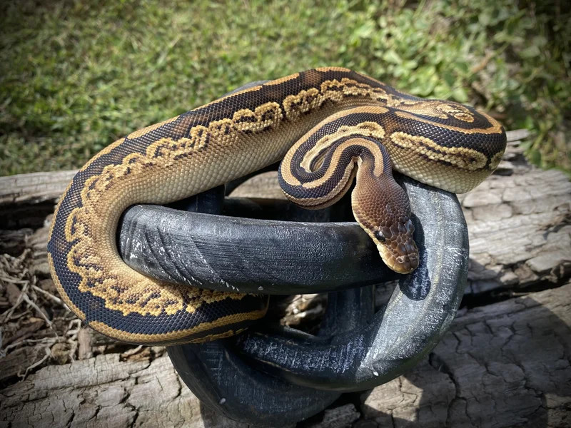 .1 BP Bongo het clown poss het pied/hypo