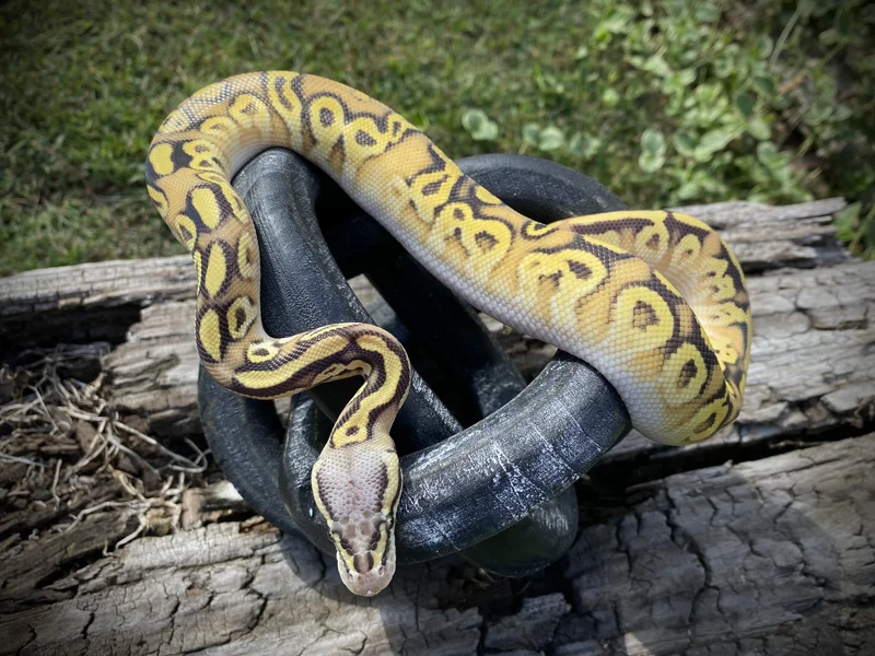 1.0 Pastel Bongo Yb Hypo het clown het GS poss het pied