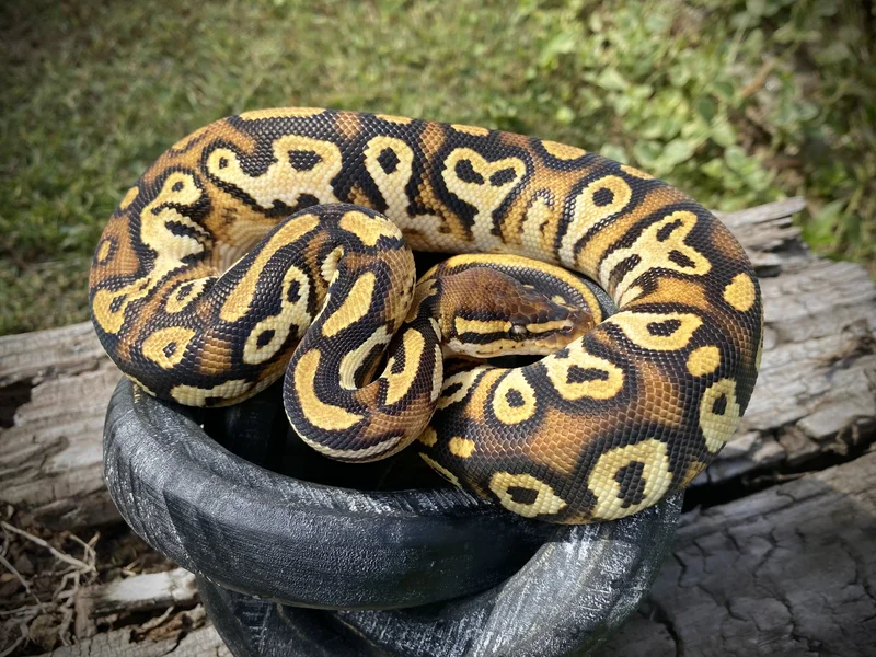 1.0 Bongo OD het clown poss het hypo/pied