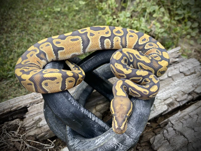 1.0 Hypo het clown het GS poss het pied