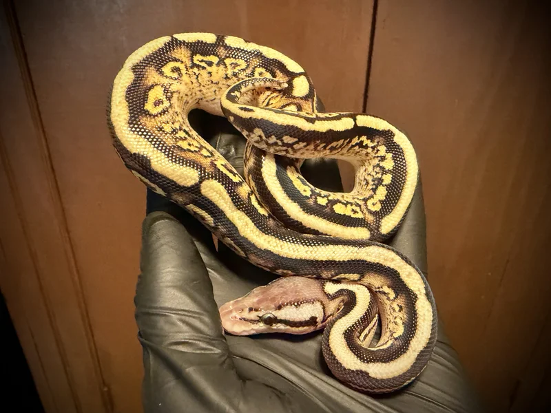 1.0 Pastel Bongo SN Chocolate Enchi YB het paint/DG