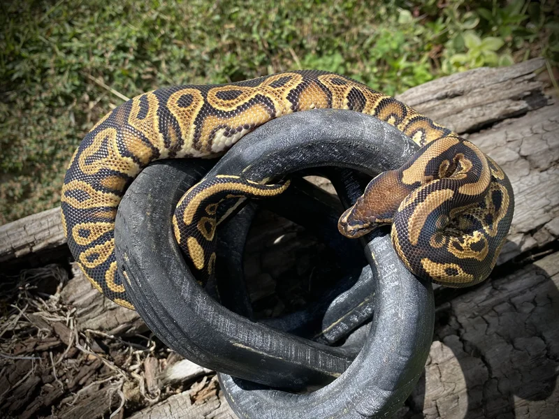 1.0 Chocolate Mogwai Yb het clown poss het paint