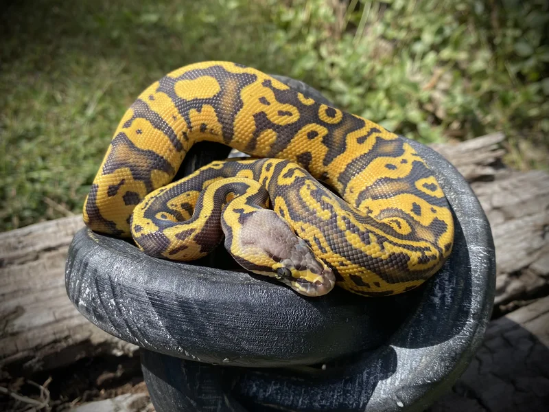 1.0 Super Pastel Acid Hypo