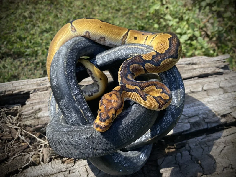 .1 OD Yb Granite Clown