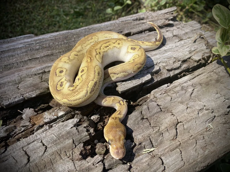 .1 Bongo Mojave (poss Yb) Clown