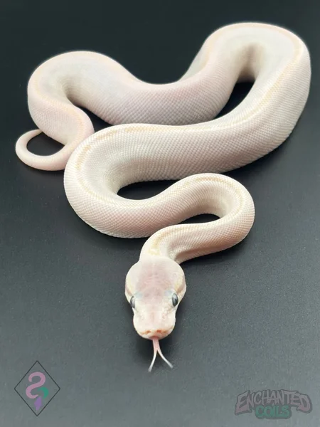 Russo / Mojave BEL Blue-Eyed Lucy