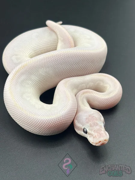 Opal Diamond Russo / Phantom BEL Blue-Eyed Lucy